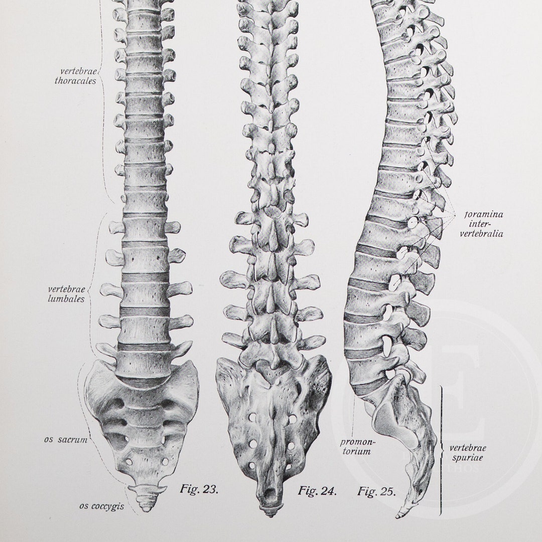 Vertebral Column / Ribs Human Anatomy Descriptive Anatomy Etsy