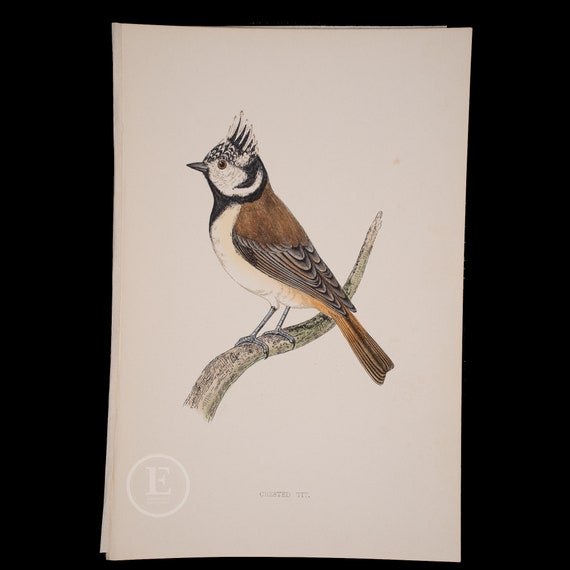 CRESTED TIT - British Birds - Original Colored Engraving 1856