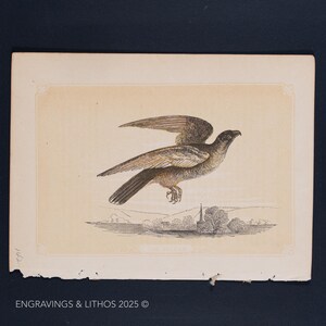 May include: A vintage illustration of a brown bird in flight, with a church steeple and trees in the background.