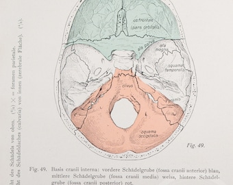 Cranial fossas:  Anterior, middle and posterior /- Human Anatomy - Descriptive Anatomy book from 1926