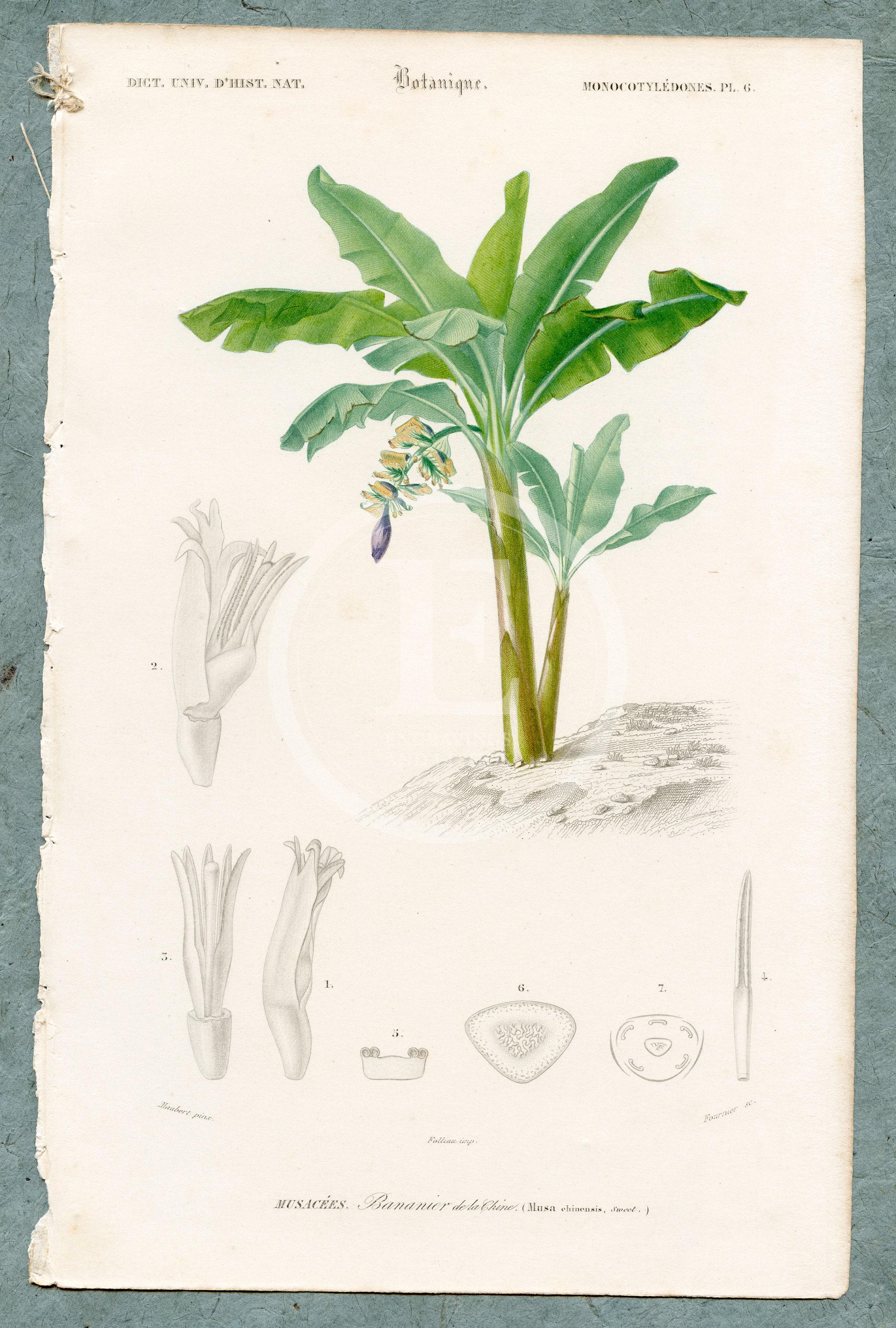 1849 - Banana, Plantain Tree – D'orbigny Natural History Engraving