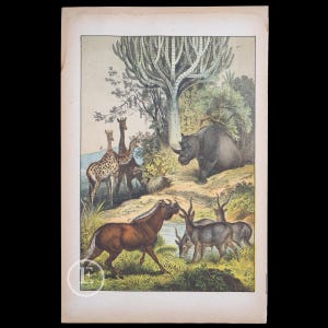 Puede incluir: Una ilustración antigua que representa varios animales africanos en un entorno natural. Un rinoceronte se encuentra en primer plano, mientras que una jirafa y una cebra están en el fondo. También hay dos antílopes en primer plano.