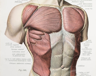 Anatomy Side Core Muscles Superficial And Deep Chest Muscles
