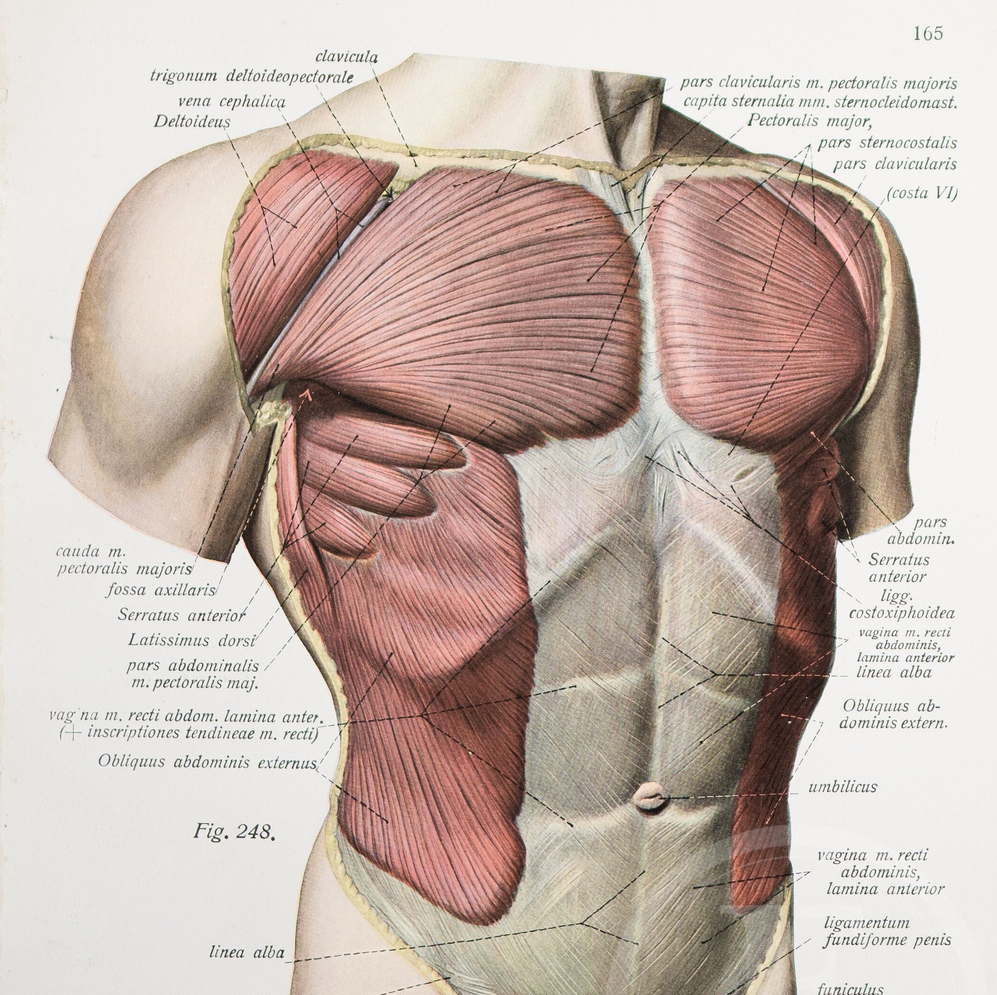 図説 人体局所解剖学 胸部 2 浅胸筋と深胸筋 / 腹斜