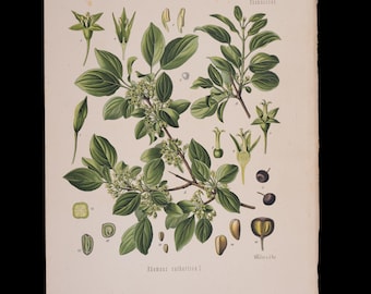 1887 Sanddorn (Rhamnus Cathartica) – Antiker botanischer Druck von Kohlers Heilpflanzen