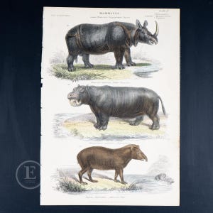 1859 MAMMALS: Rhinoceros, Hippopotamus, Tapir - Hard to find &quot;The Museum of Natural History&quot;  HAND COLORED!