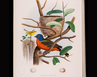 Painted Bunting, its Nest and Eggs  - Beautifully chromolithographed print from Nests and Eggs of Birds of the USA by Thomas Gentry, 1882.