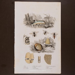 1846 Bees & Beehive Study - engraving enhanced with watercolor from Guerin Dictionary