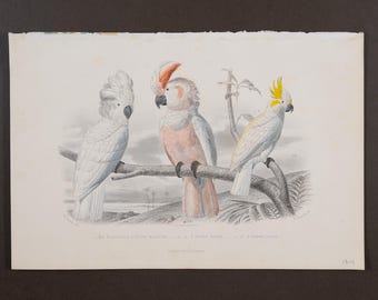 1853 CACATUAS – Grabado en acero coloreado a mano con acabado de goma arábiga de Oeuvres de Buffon – ¡Escaso!