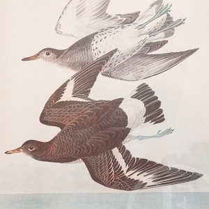 1937 Surf-Bird and Oyster-Catchers  from &quot;John James Audubon Birds of America&quot; -  - Buy 2 prints, get 1 free!