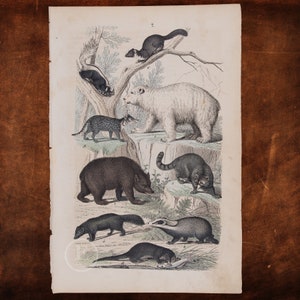 1866 Polar and Brown Bears, Raccoon, Badger, Skunk, Otter, Civet, Wolverine   - Original Lithography from Natural History by Heinrich Rebau