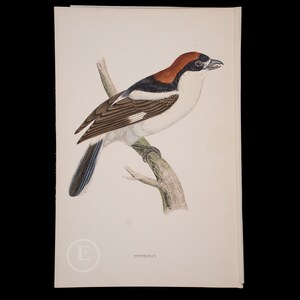 WOODCHAT  - British Birds - Original colored engraving 1856, ornithology authentic plate!