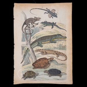 1871 Sköldpadda, krokodil, varan, ödla, kameleont, flygande drake - Originallitografi från naturhistorisk tidskrift av Heinrich Rebau
