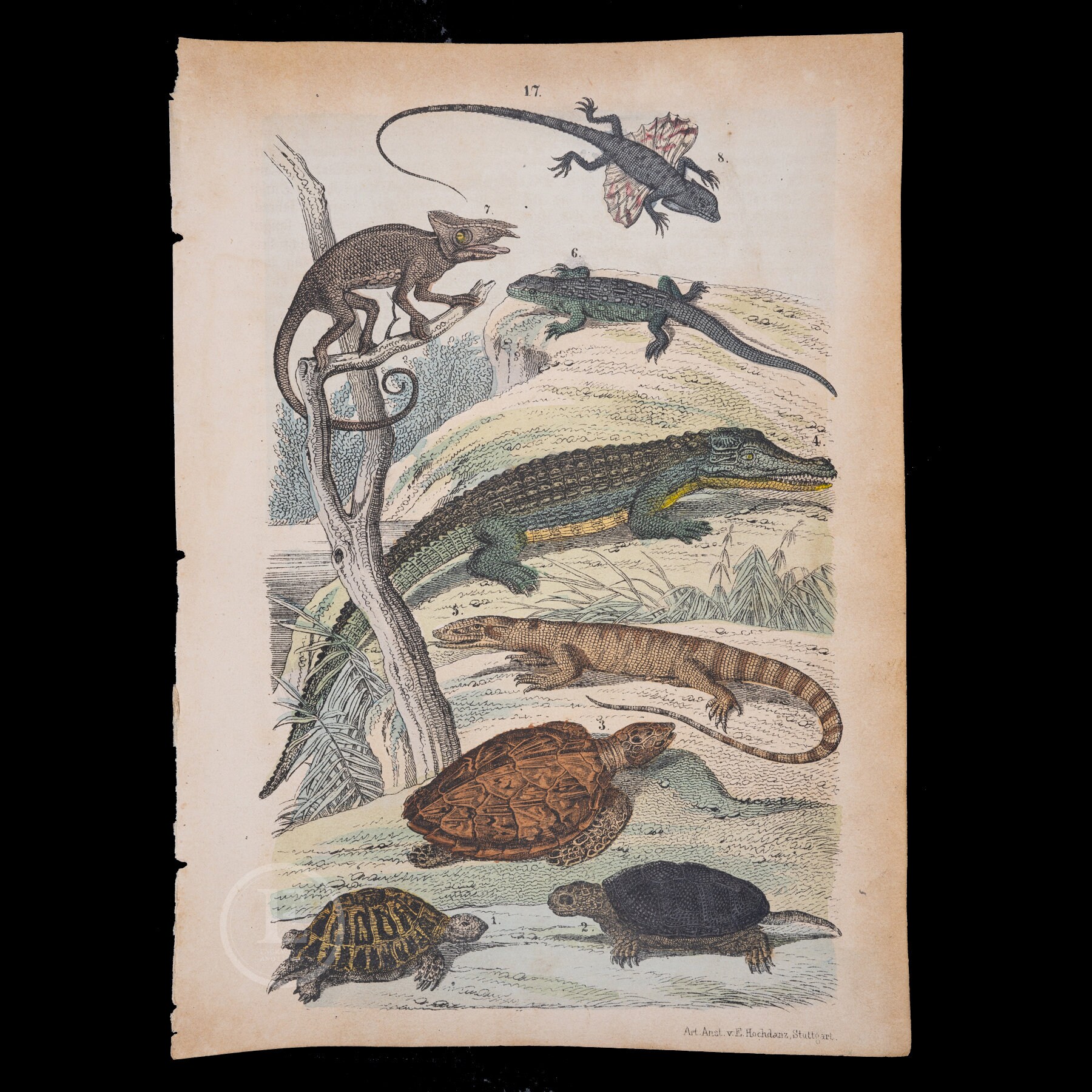 1871年 カメ、ワニ、オオトカゲ、トカゲ、カメレオン、飛竜
