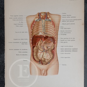 Kidneys, pancreas, spleen, duodenum, and large intestine - Human Anatomy - Topographyc Anatomy Book 1905 - Rare Lithography