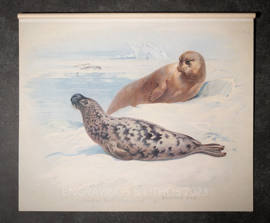 Hooded and Bearded Seal - Vintage Print From the Book "british Mammals ...