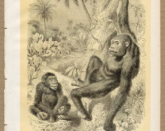 Gorille du Gabon de 1855 - Lithographie originale coloriée à la main d'après l'histoire naturelle des mammifères de Paul Gervais