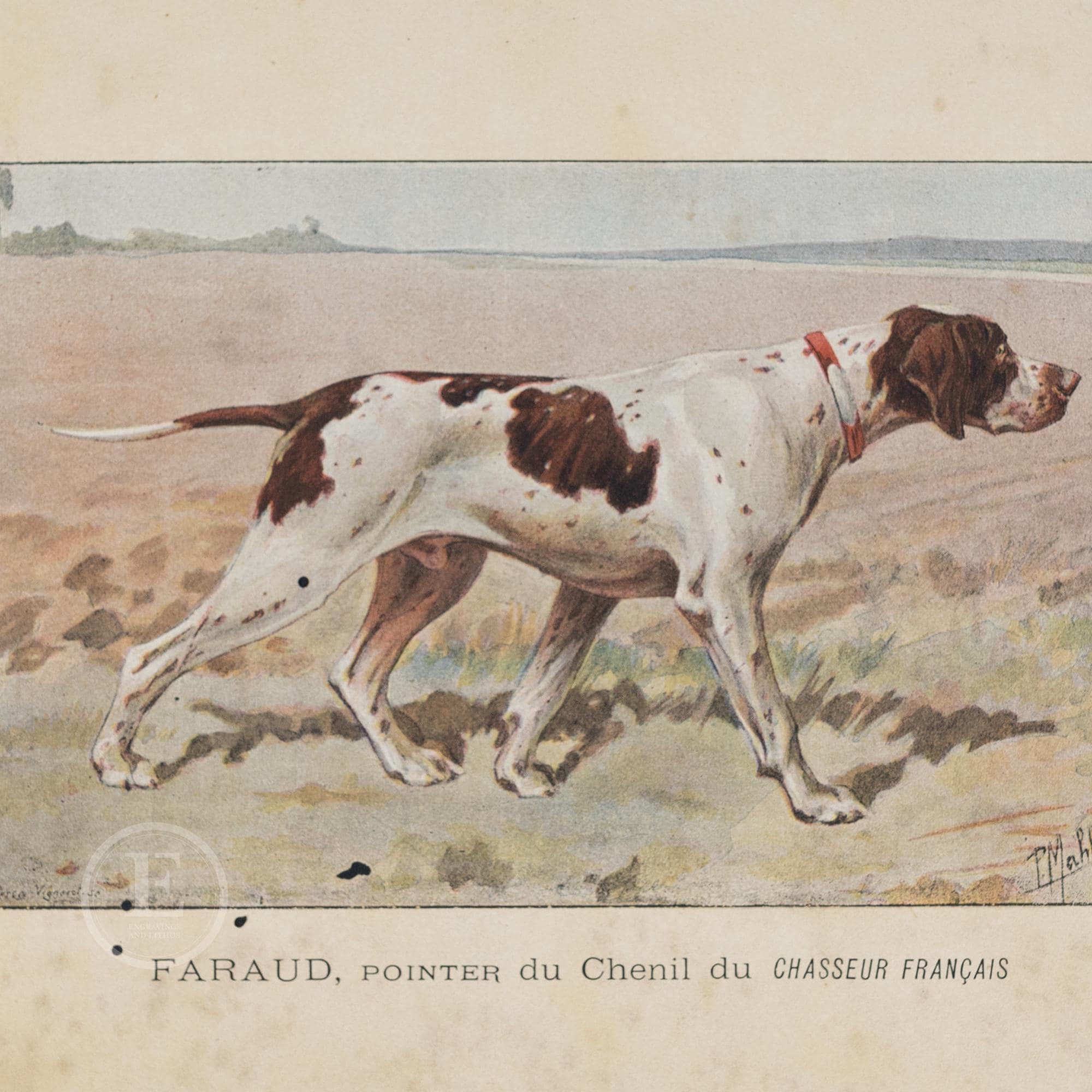 1896 ENGLISH POINTER - Print From "les Chiens De Chasse Et La Théorie ...