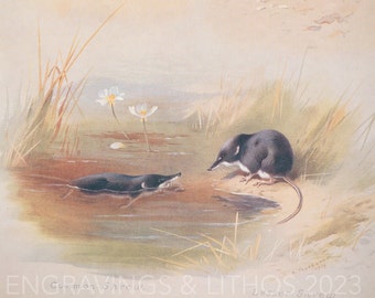 Common shrew, Water shrew and Lesser shrew  - Vintage print from the book "British Mammals" A. Thornburn, Vol. 1 - 1921