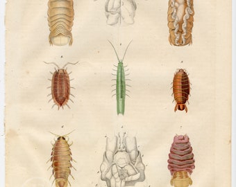 Crustacea, Cirolana, Conilera, Rocinela - Extremely rare, hand-colored from "Book of the World - 1844" by Carl Hoffman