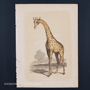 1851 THE GIRAFFE - Antique Lithograph – Original The Natural History of the Sacred Scriptures, and Guide to General Zoology