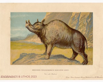 1902 Brontops robustus - Vintage print from Tiere der Urwelt (Creatures of the Primitive World)