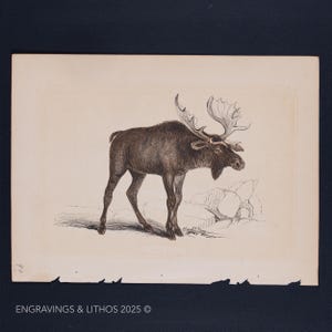 1851 THE ELK - Antique Lithograph – Original The Natural History of the Sacred Scriptures, and Guide to General Zoology