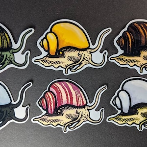 Mystery Snail Glossy Vinyl Laminated Sticker Decal