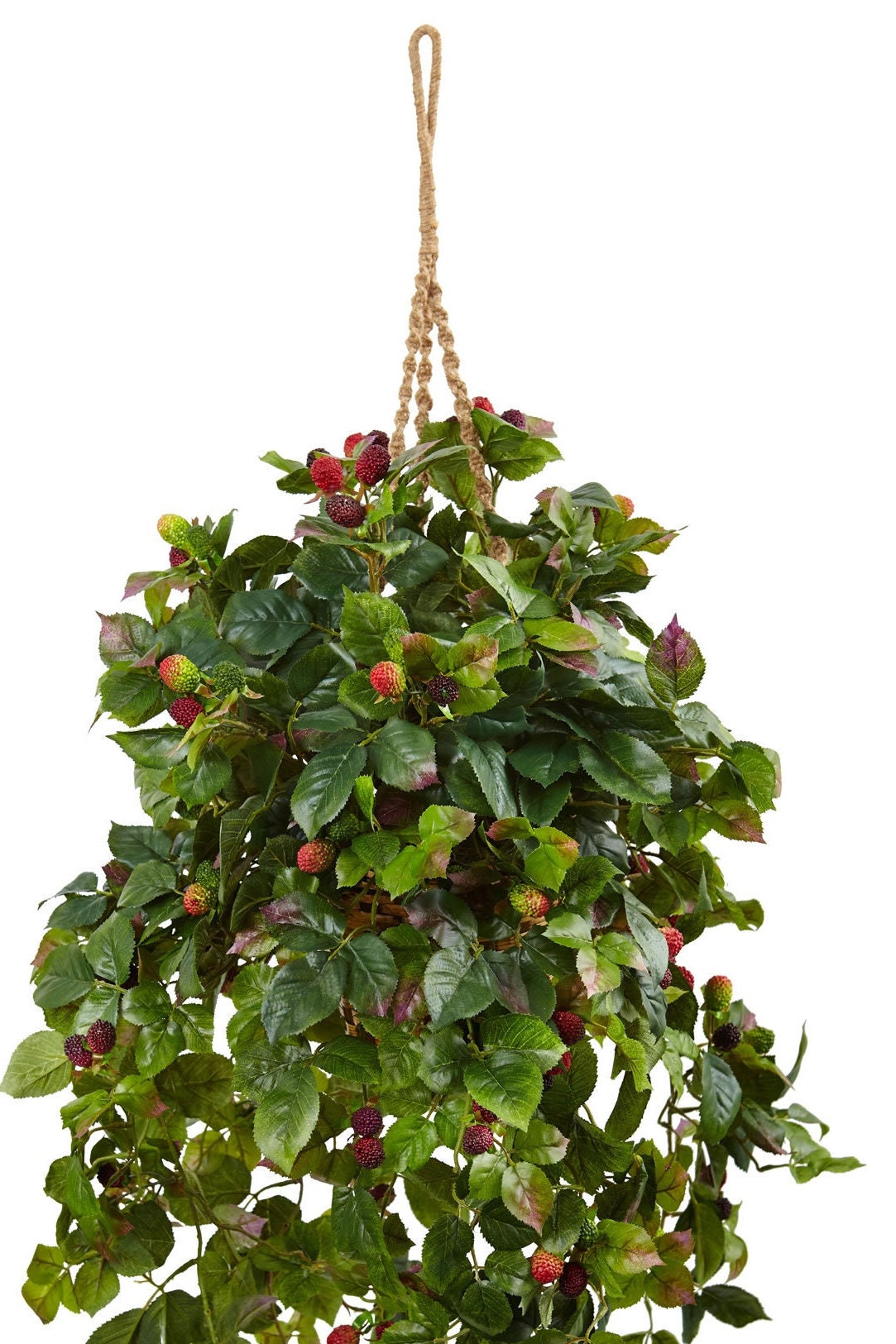 Raspberry Plant Hanging Basket Etsy
