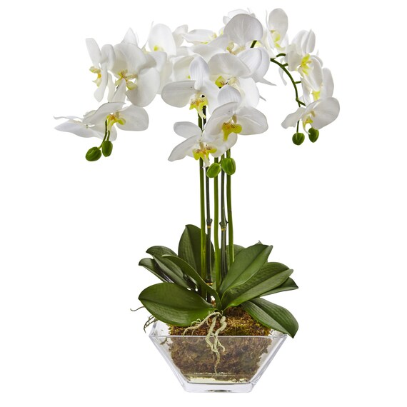 Triple Phalaenopsis Orchid in Glass Vase Etsy