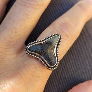 May include: A silver ring featuring a black fossilised shark tooth set in the centre. The tooth is surrounded by a beaded border.