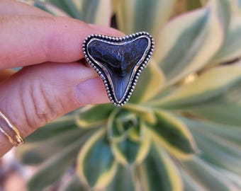 Silver shark tooth ring. Sterling silver megalodon ring.  One of a kind custom ring.