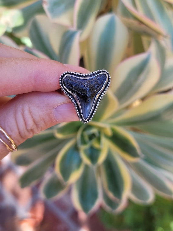 Silver shark tooth ring. Sterling silver megalodon ring.  One of a kind custom ring.