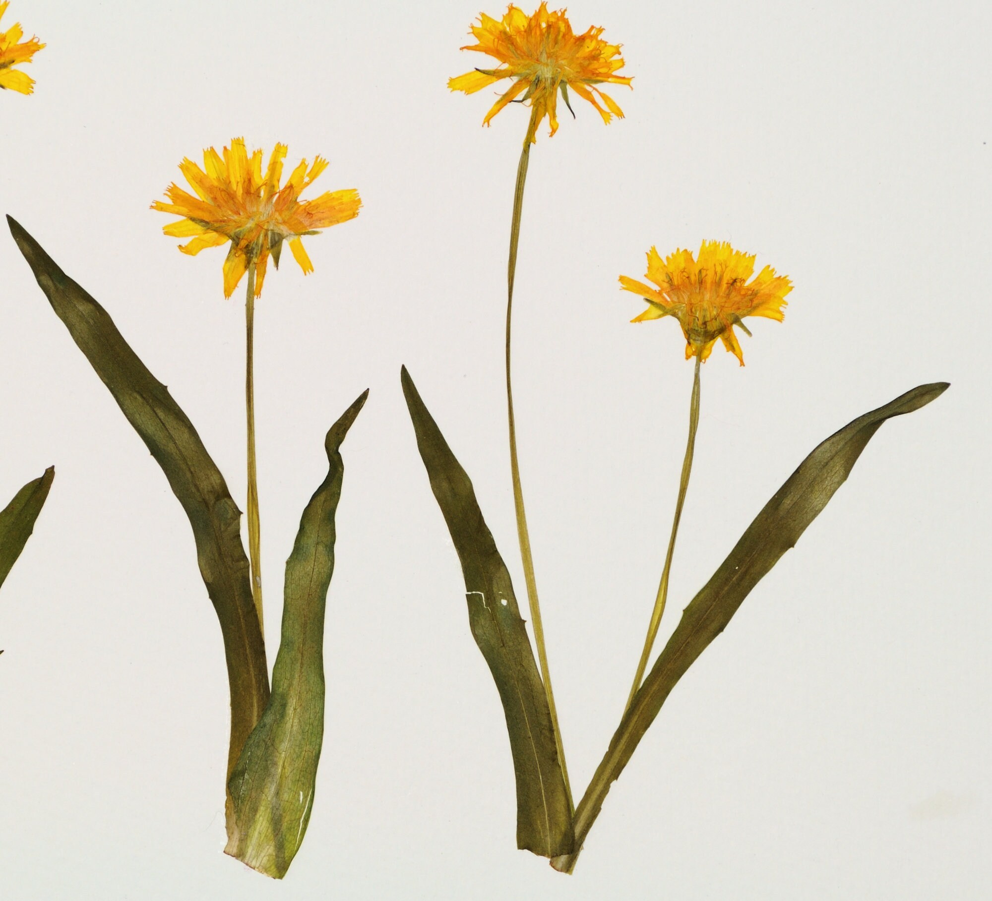 Pressed Flower Art Dandelion Pressed Botanical Art Spring Etsy