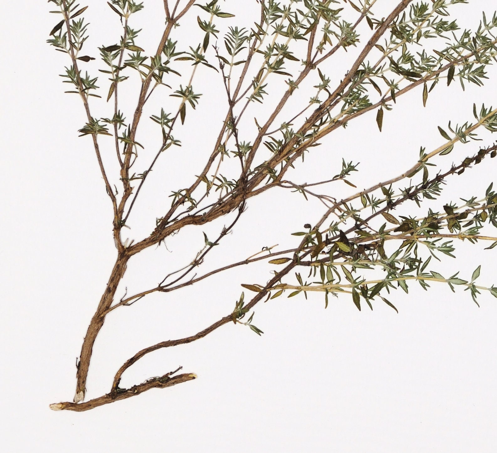 Pressed Herb Art Thyme Kitchen Wall Art 12x12 Etsy