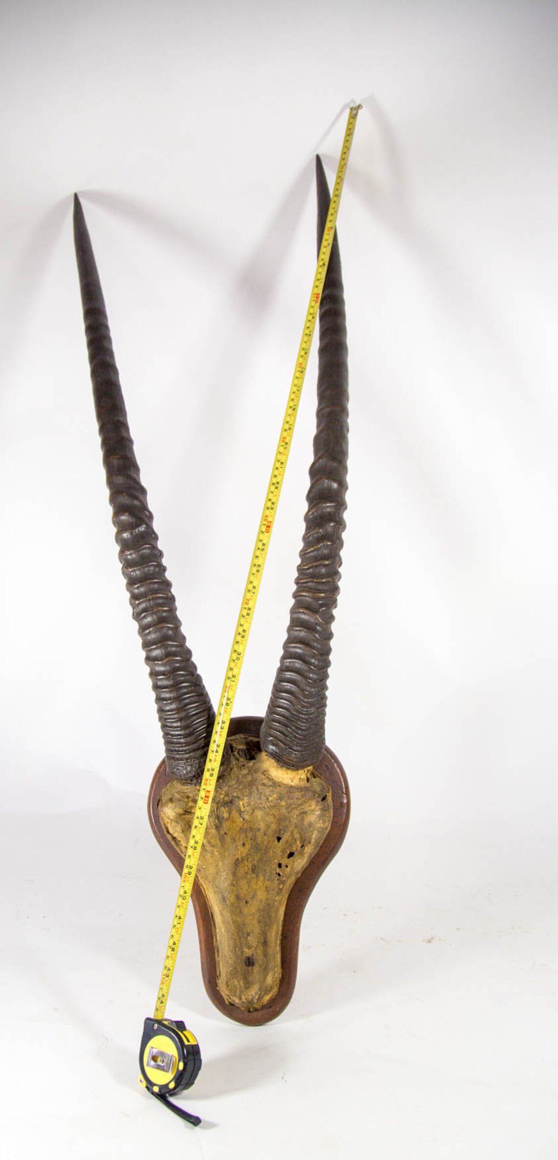 Mounted gazelle horns XXL Piece South Africa 1922 Wall Etsy