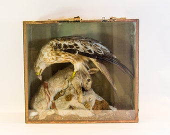 Antik taxidermi | Röd glada och kanin | Diorama bakom glas | Earl of the 1900-tal