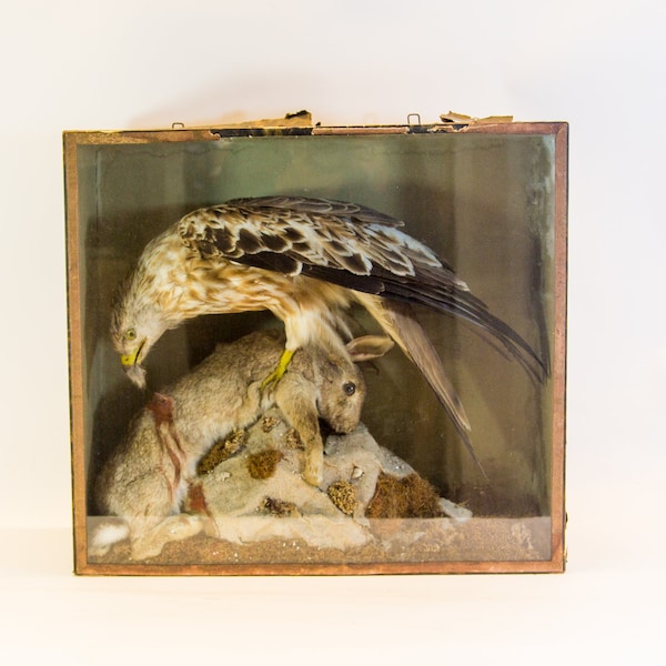 Antique taxidermy | Red kite and rabbit | Diorama behind glass | Earl 20th century