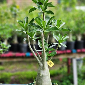 DESERT ROSE , (#35) Thai soco,, great form! , succulent , must have !