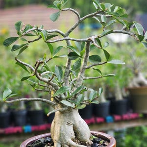 DESERT ROSE , (#B7) Thai soco,, ! , succulent , must have !