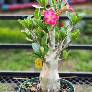 DESERT ROSE , (#J) Thai soco,, great form! , succulent , must have !