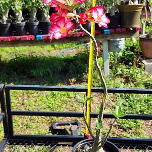 DESERT ROSE , (#Z9) Obesum,, great form! , succulent , must have !