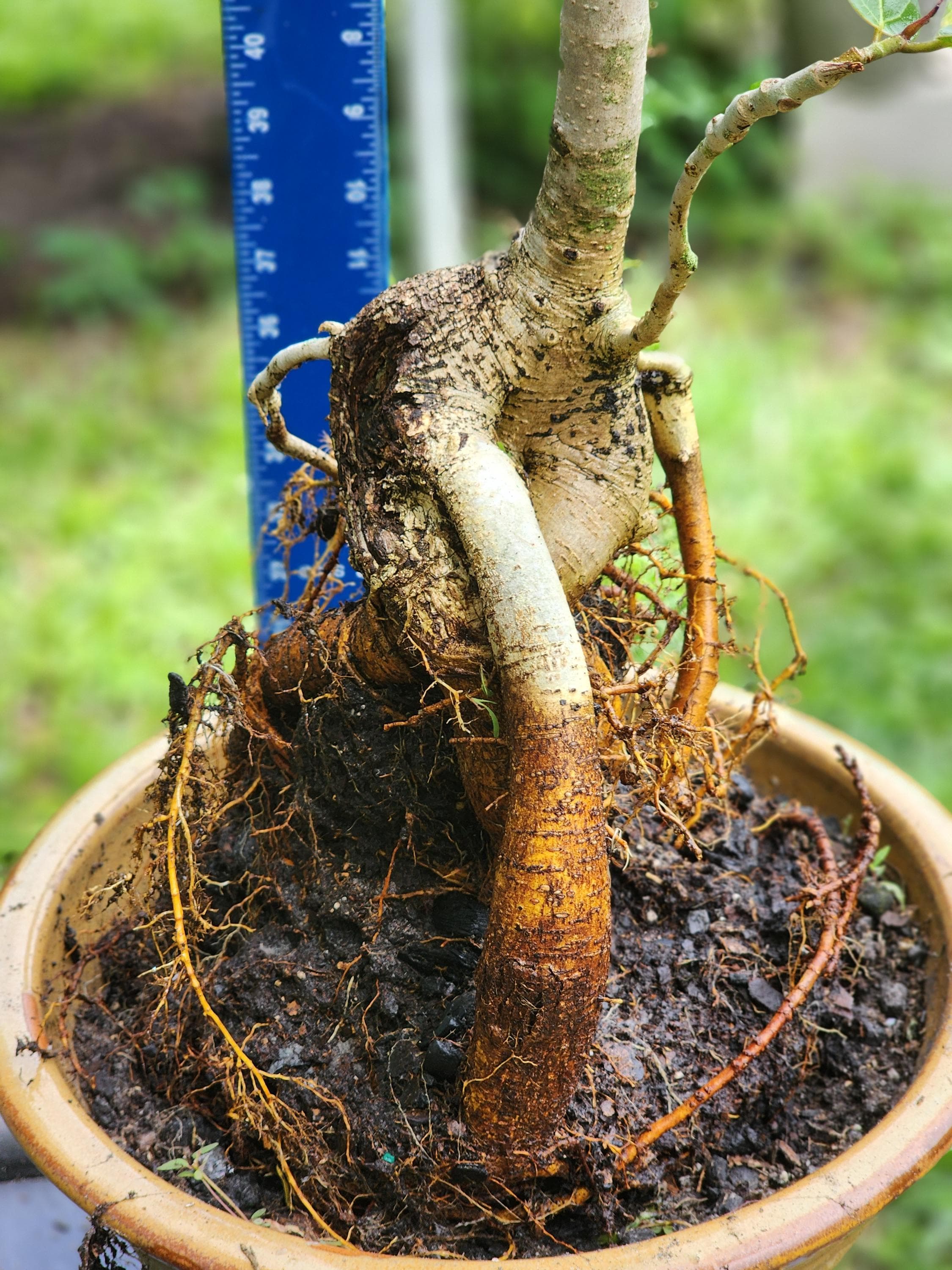 Tiger Bark Ficus Bonsai Ficus Benghalensis Pre-Bonsai Tree - Banyan Fig,  Tropical Ornamental Plant Tropical Bonsai Tree Ficus