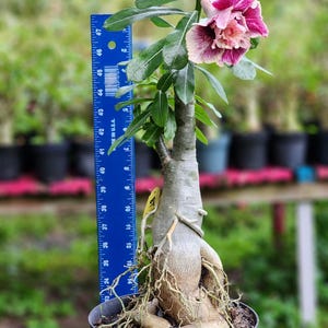 DESERT ROSE , (#BT) Obesum grafted,, great form! , beautiful flower,succulent , must have !