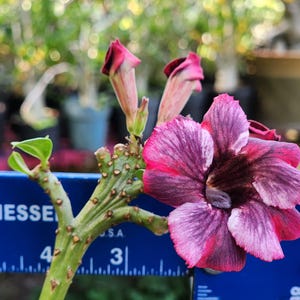 DESERT ROSE , (#04) Obesum ( CRESTED ),, great form! , succulent , must have !