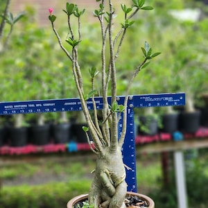DESERT ROSE , Thai soco,, great form! , succulent , must have !