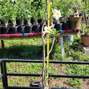 DESERT ROSE , (#Z16) Obesum,, great form! , succulent , must have !