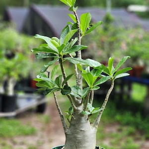DESERT ROSE , Thai soco,, great form! , succulent , must have !