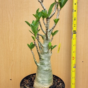 DESERT ROSE , (#37) Thai soco,, great form! , succulent , must have !
