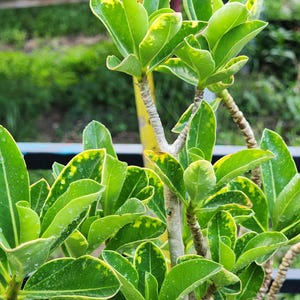 DESERT ROSE , (#L) Variegated Thai soco,, ! , succulent , must have !